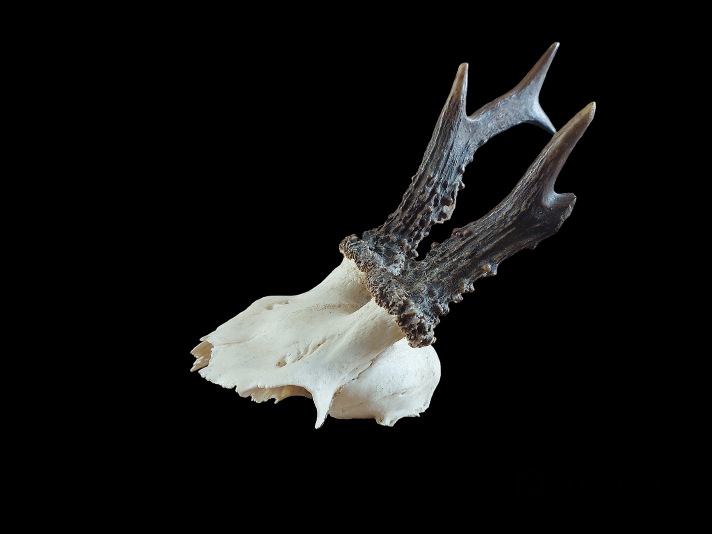 Roe buck upper skull #4, B-quality