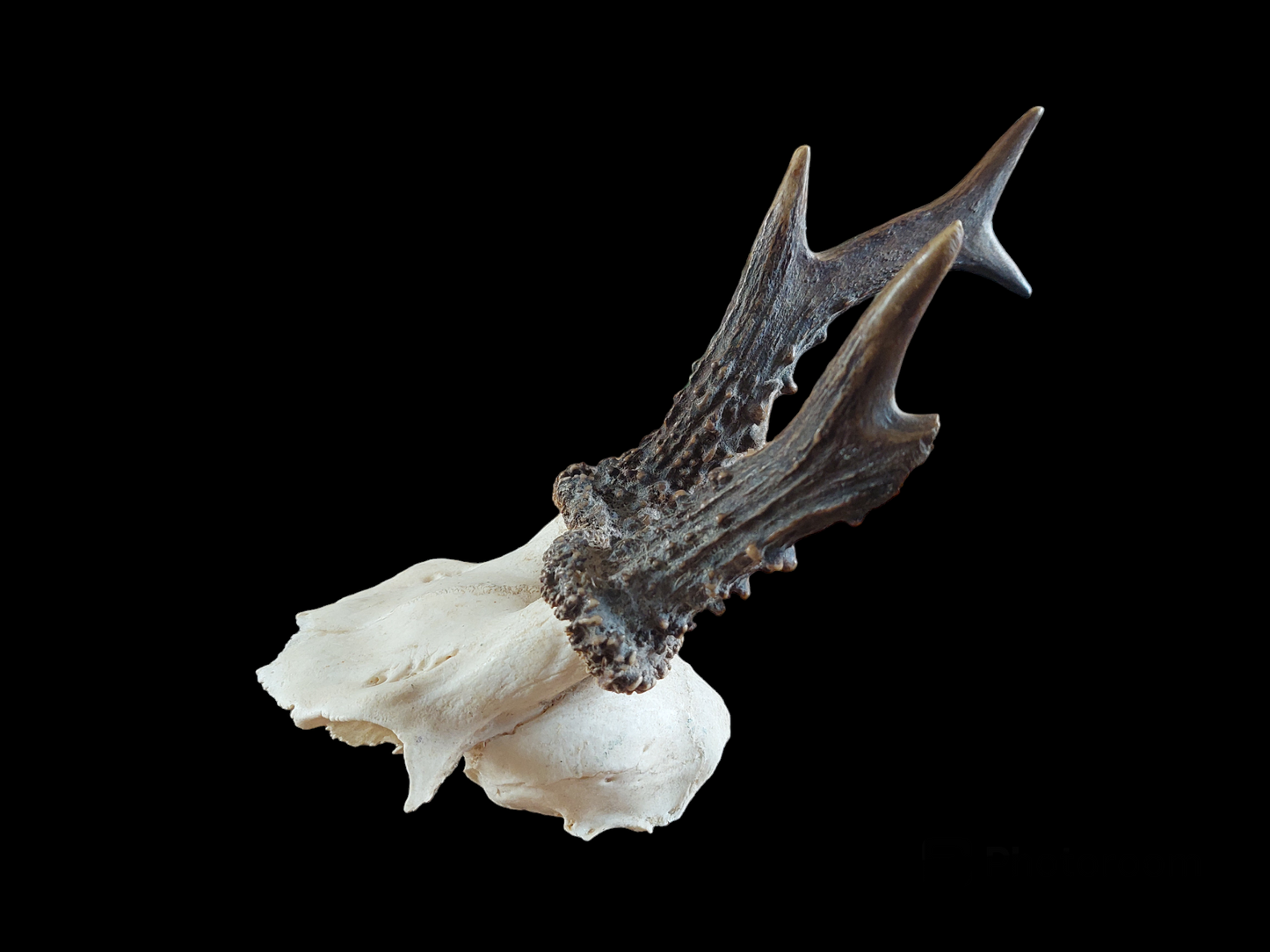 Roe buck upper skull #4, B-quality