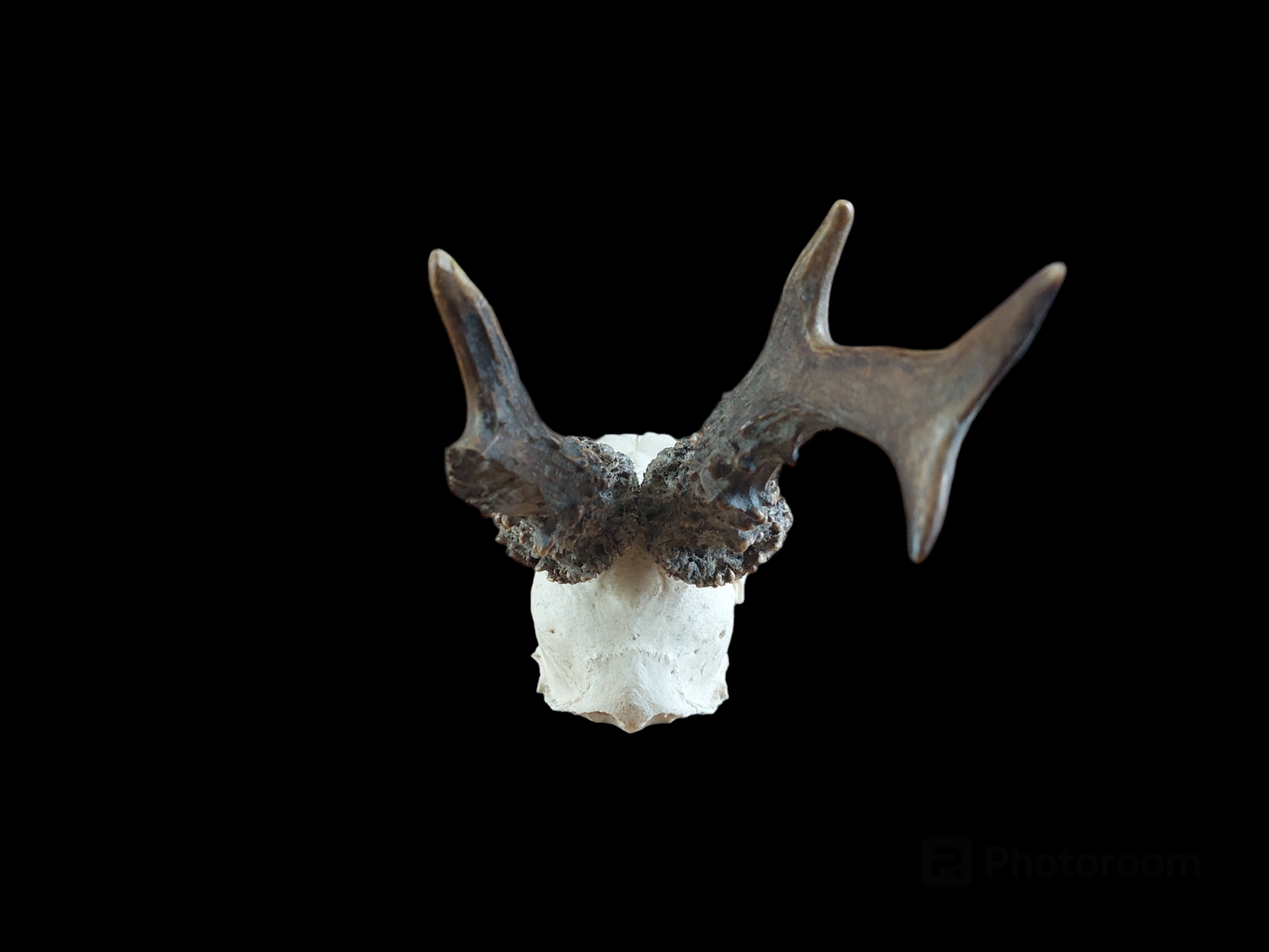 Roe buck upper skull #4, B-quality