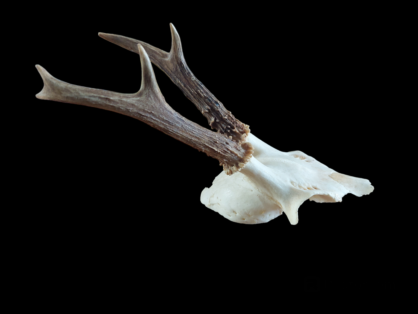 Roe buck upper skull #6