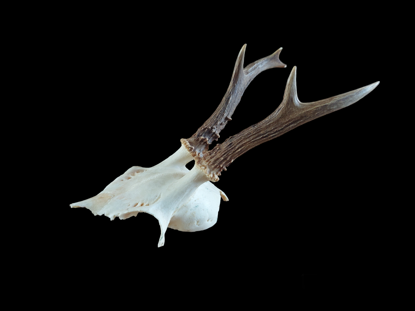Roe buck upper skull #6