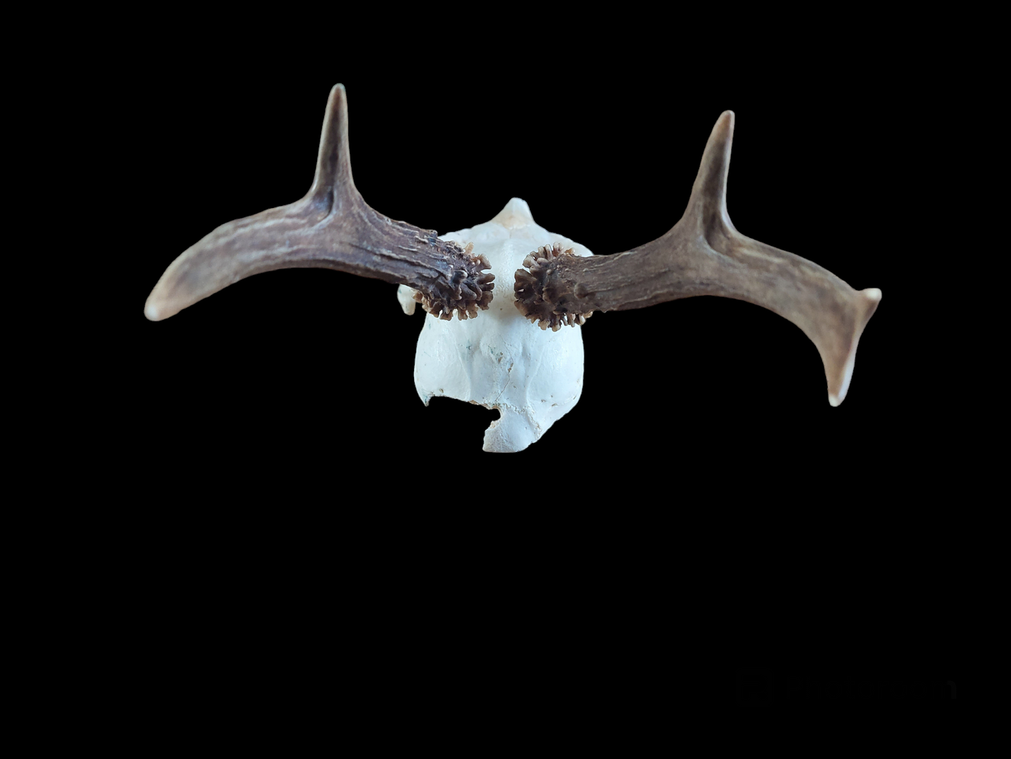 Roe buck upper skull #6