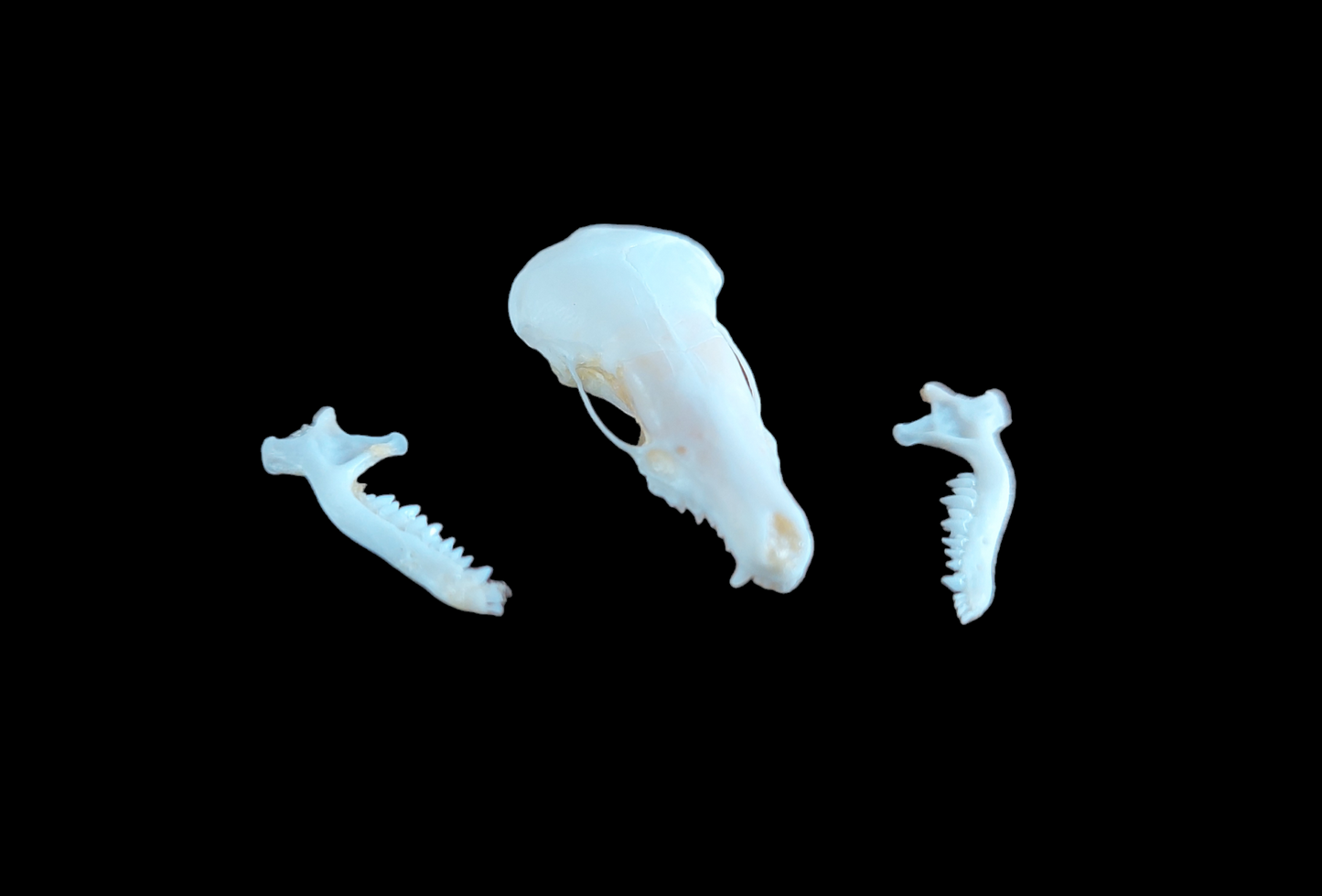 Mole skull in glass jar