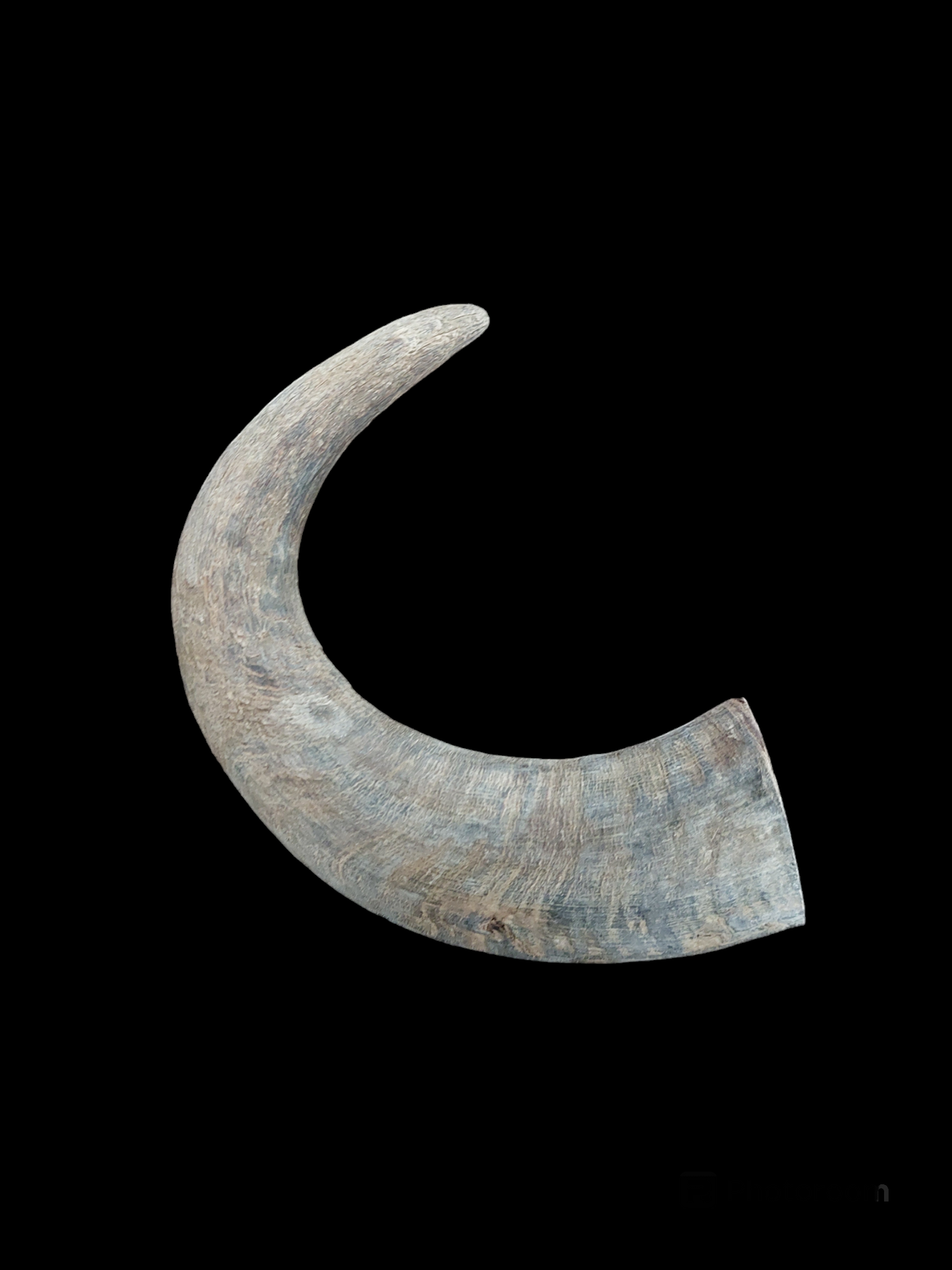 Muflon horn