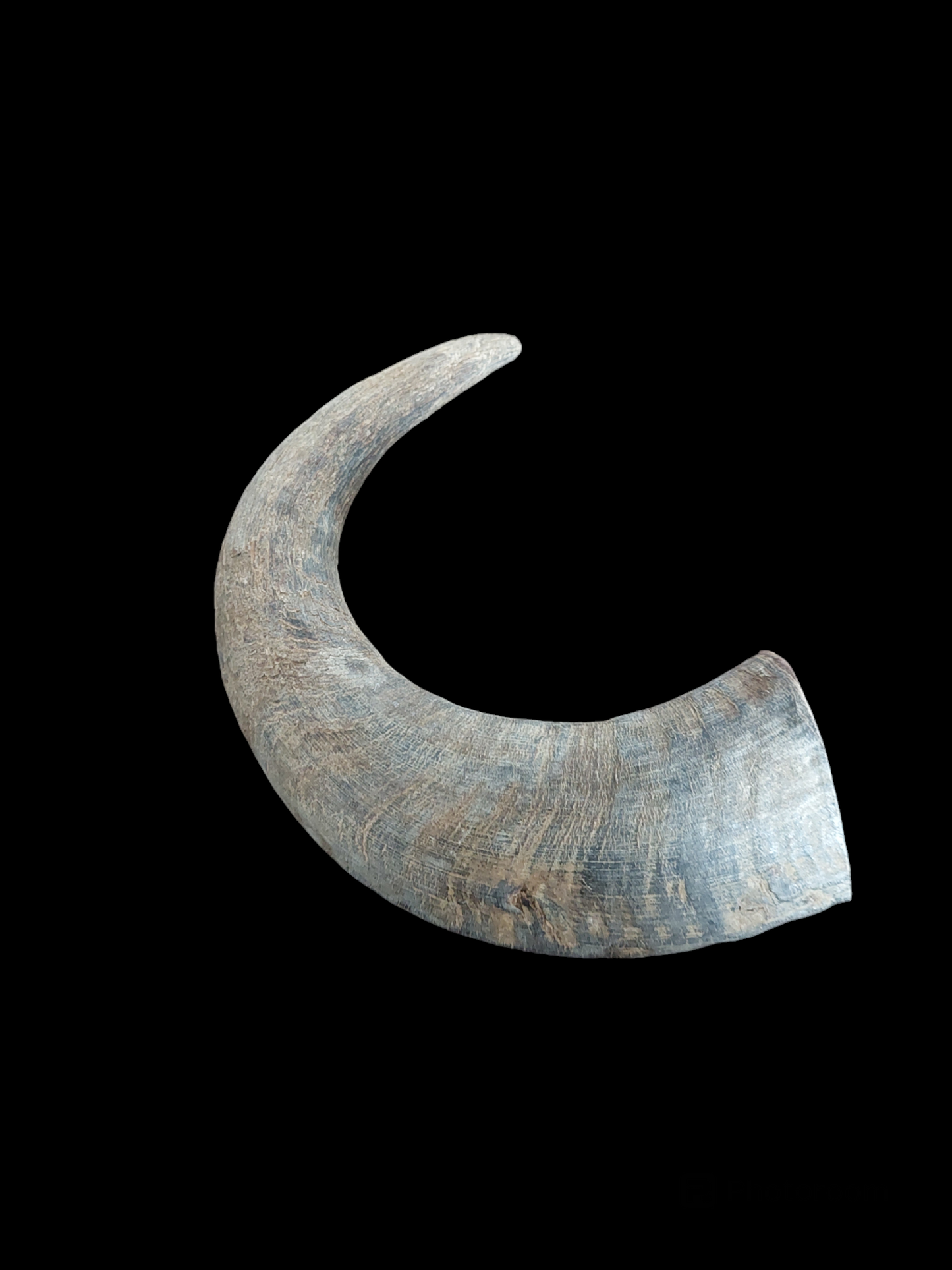 Muflon horn