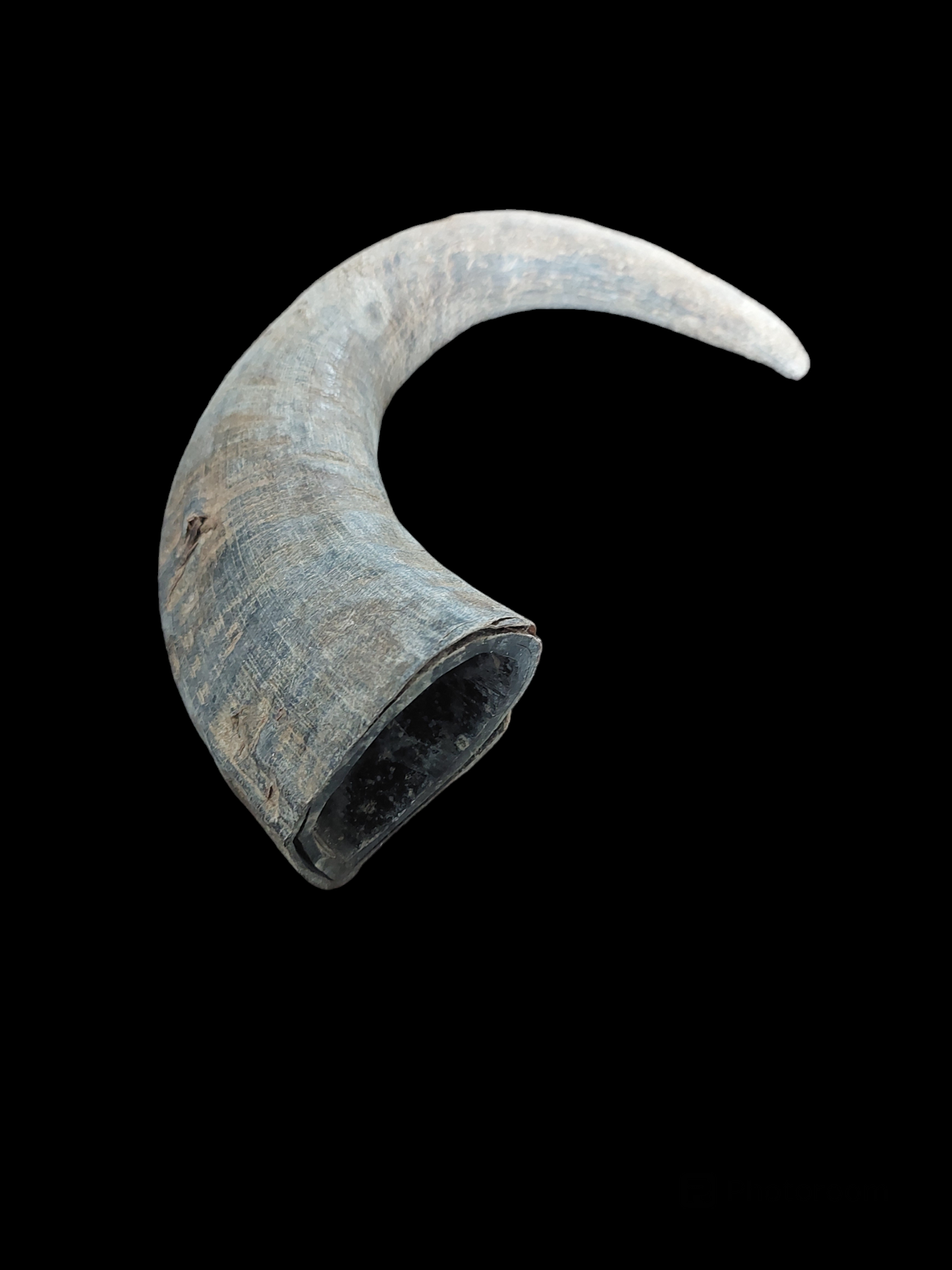 Muflon horn