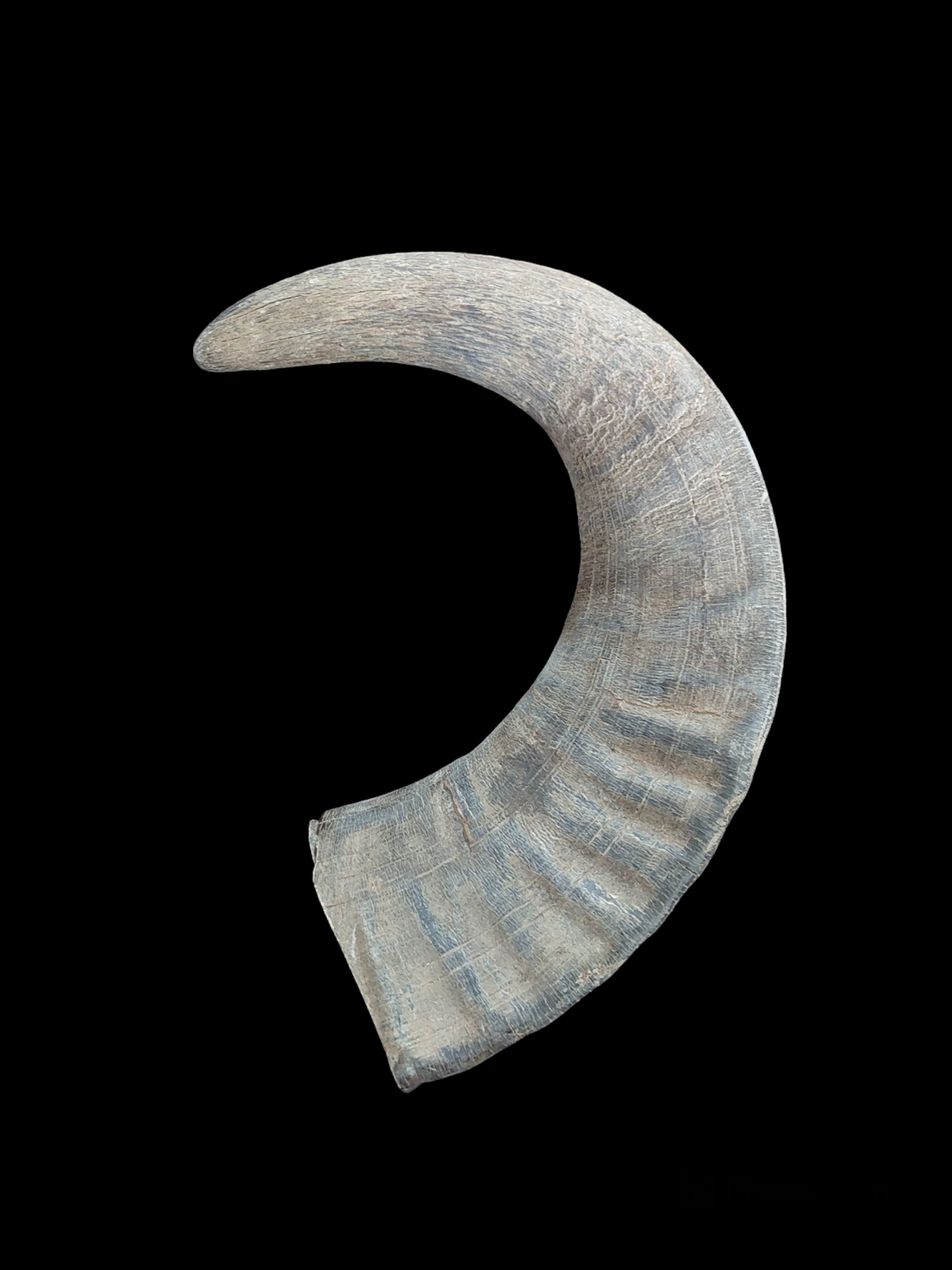 Muflon horn