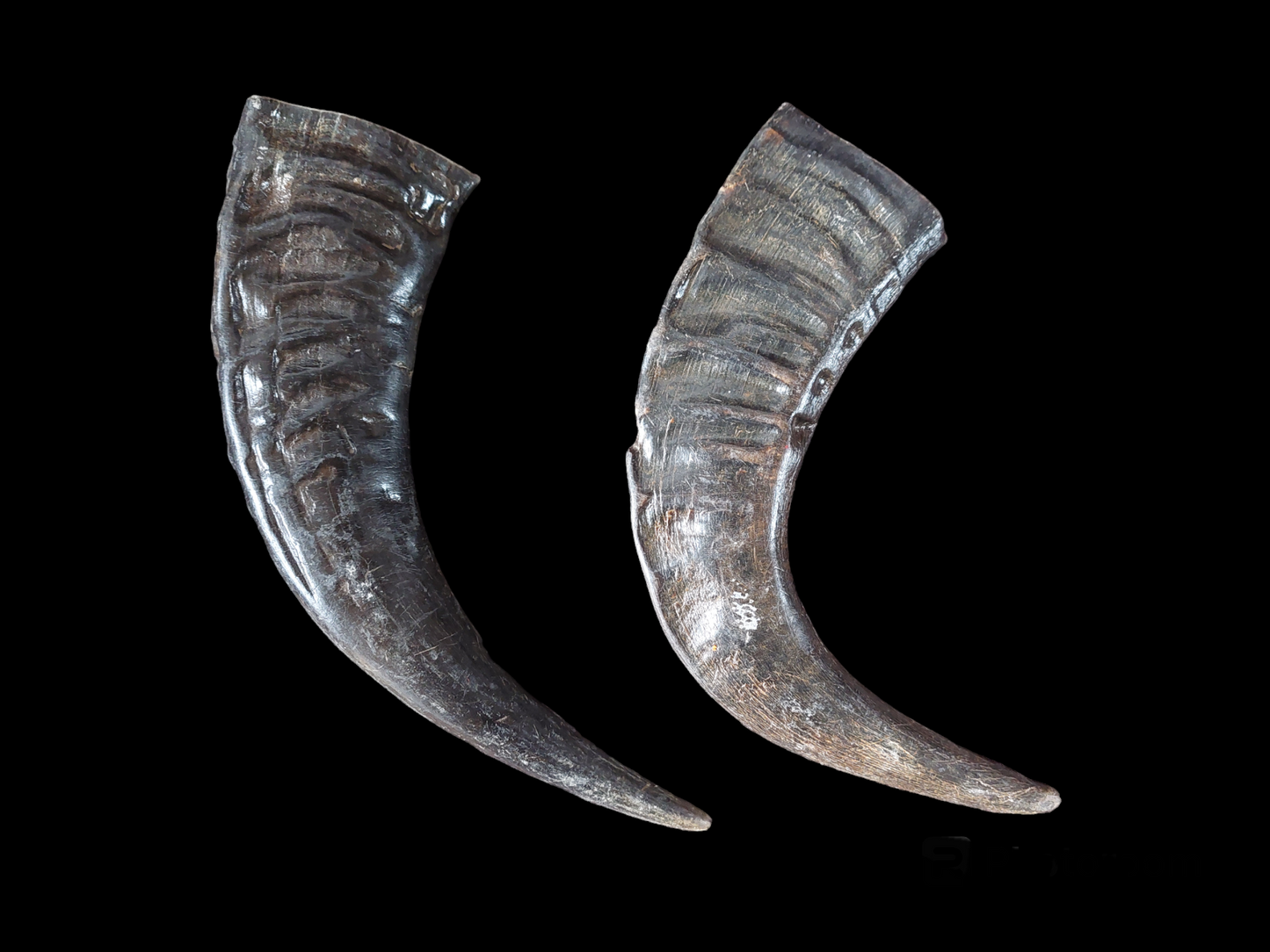 Water buffalo horns, single