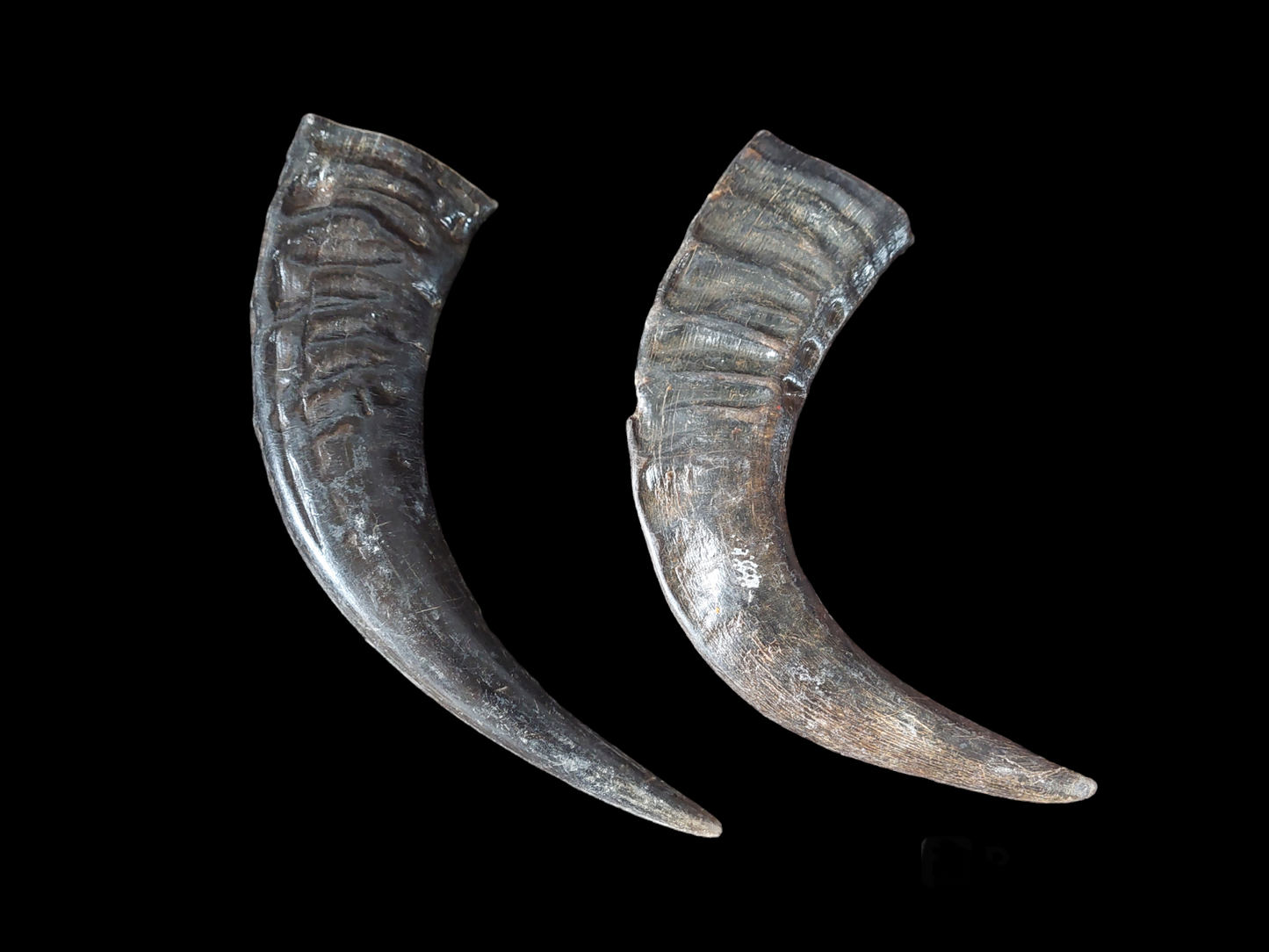 Water buffalo horns, single