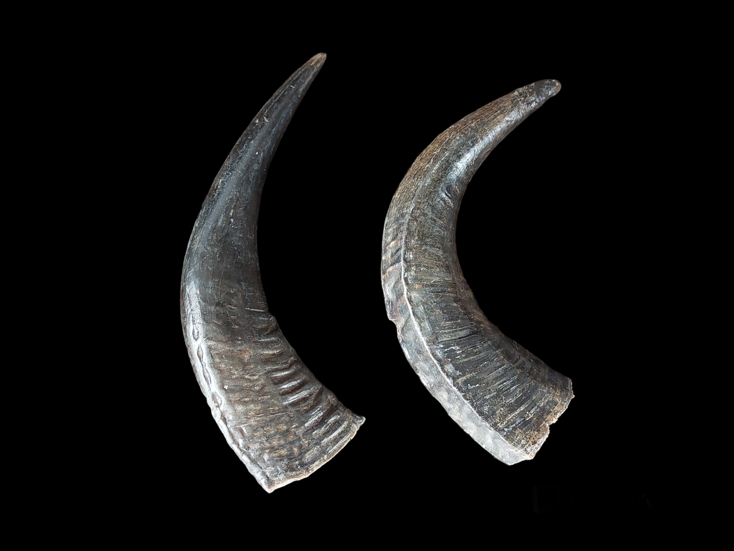 Water buffalo horns, single