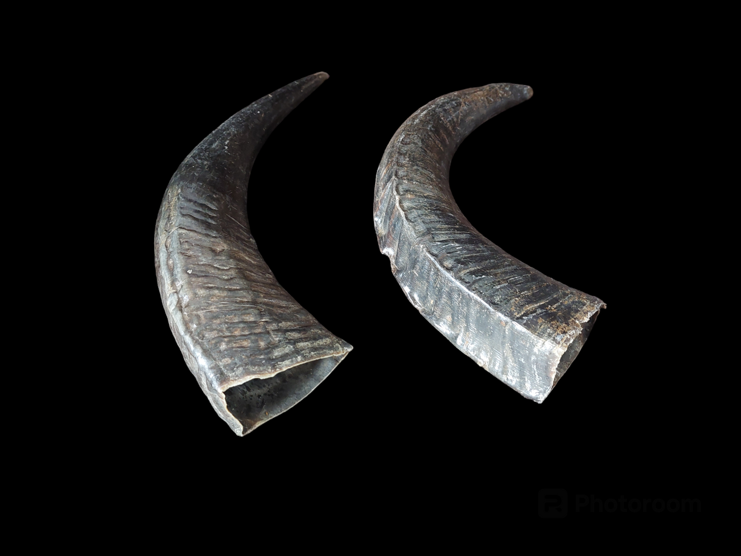 Water buffalo horns, single