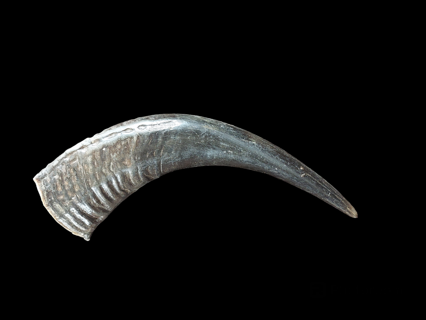 Water buffalo horns, single