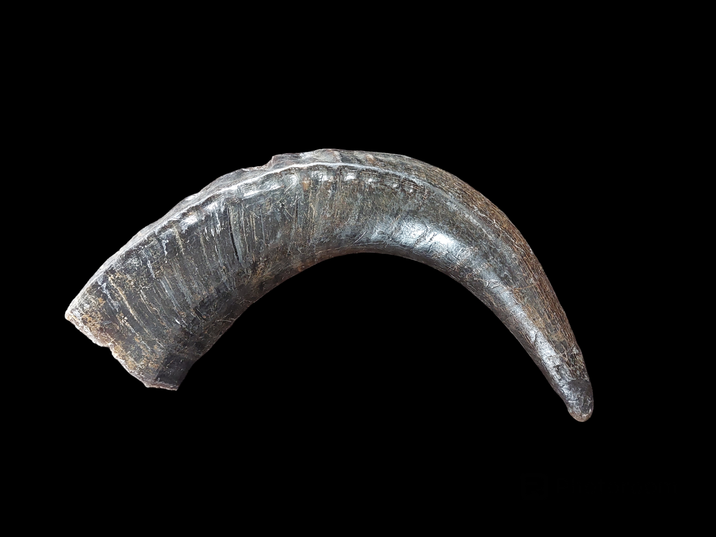 Water buffalo horns, single