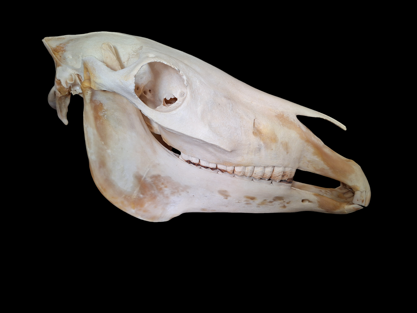 Horse skull