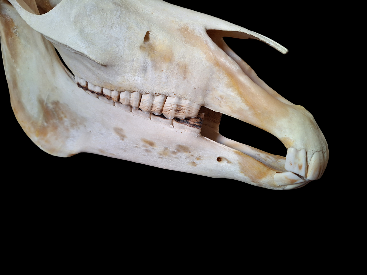Horse skull