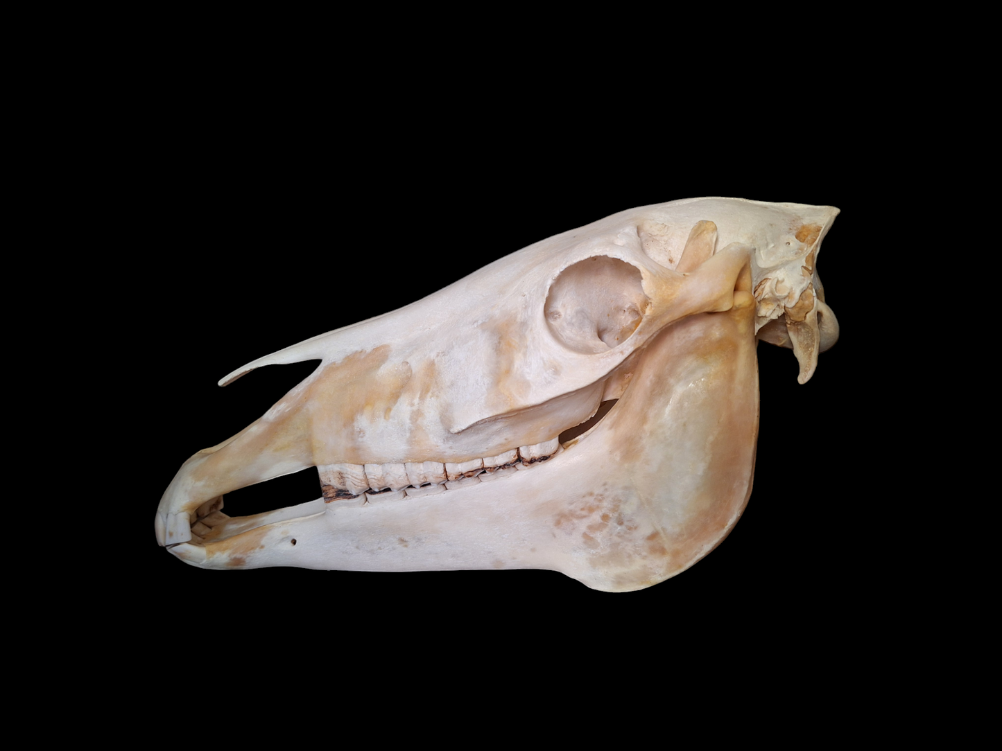 Horse skull