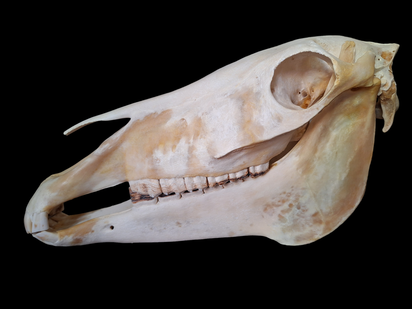 Horse skull