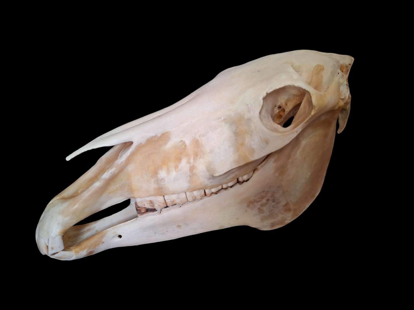 Horse skull