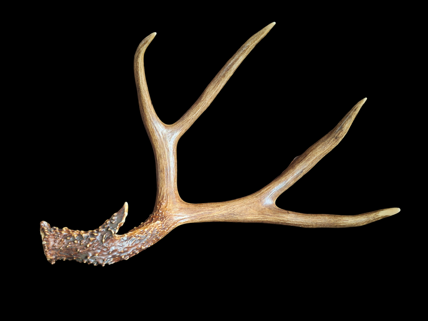 Sika deer antler, single