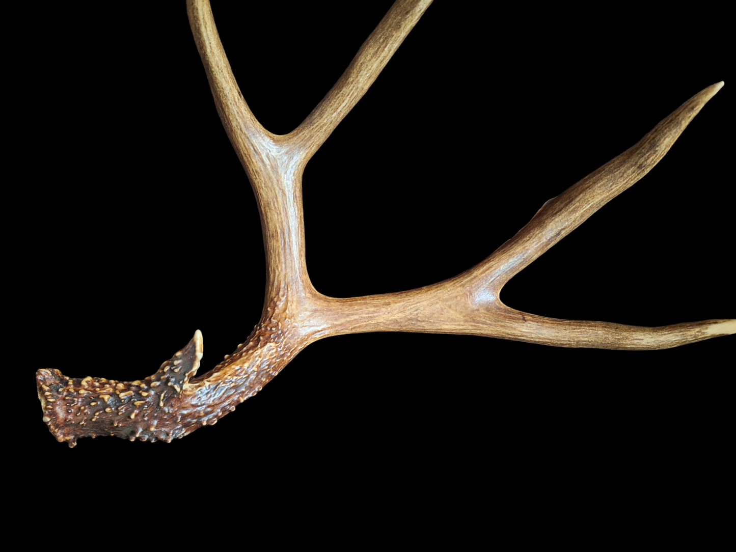 Sika deer antler, single