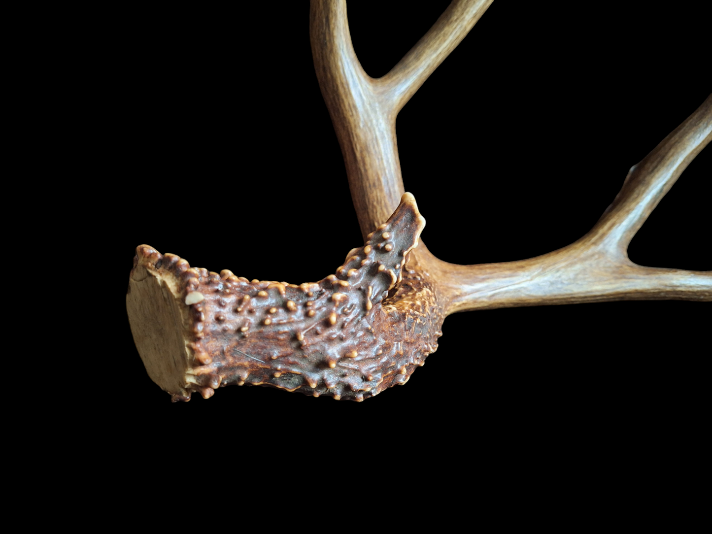 Sika deer antler, single