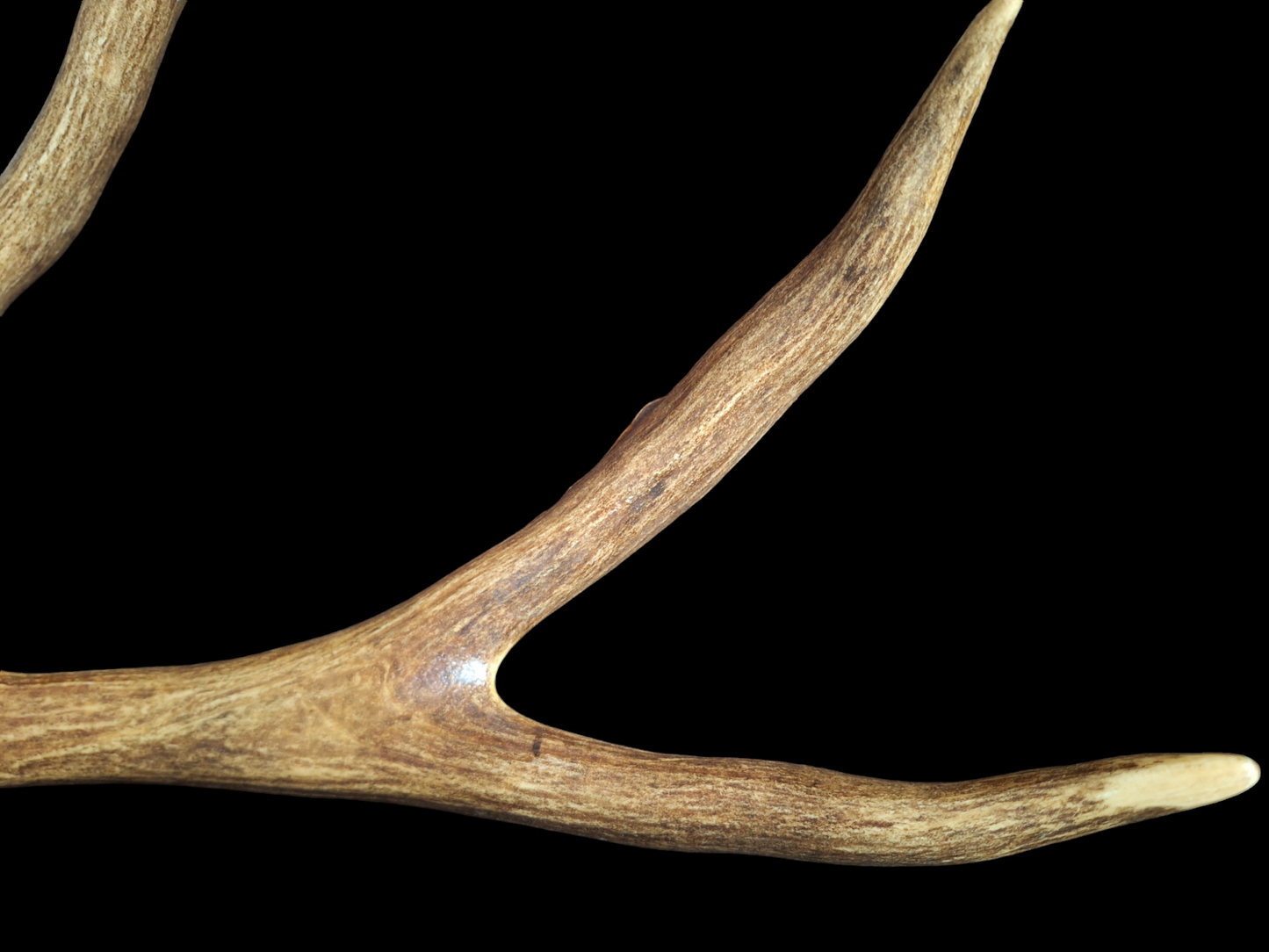 Sika deer antler, single