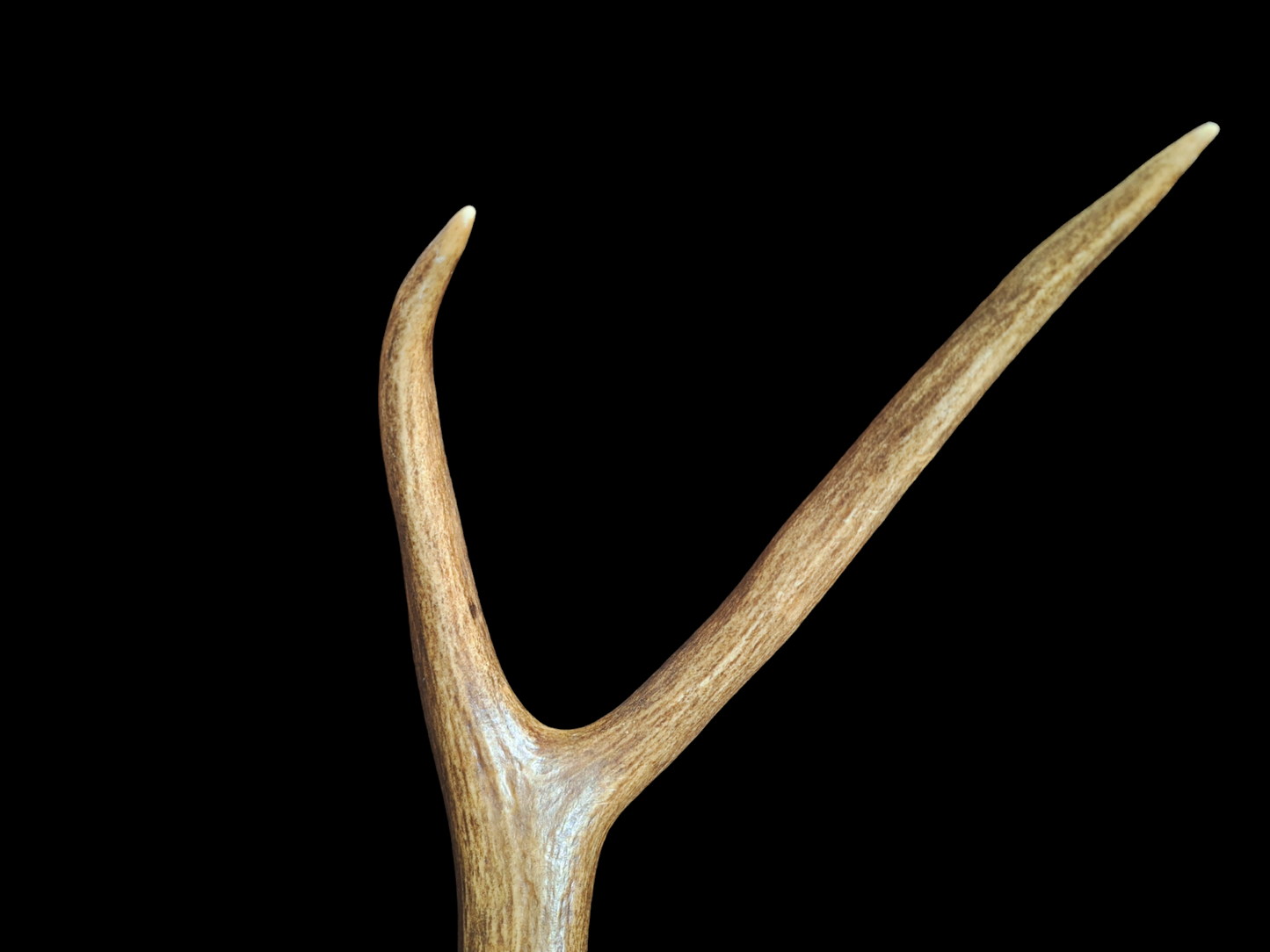 Sika deer antler, single