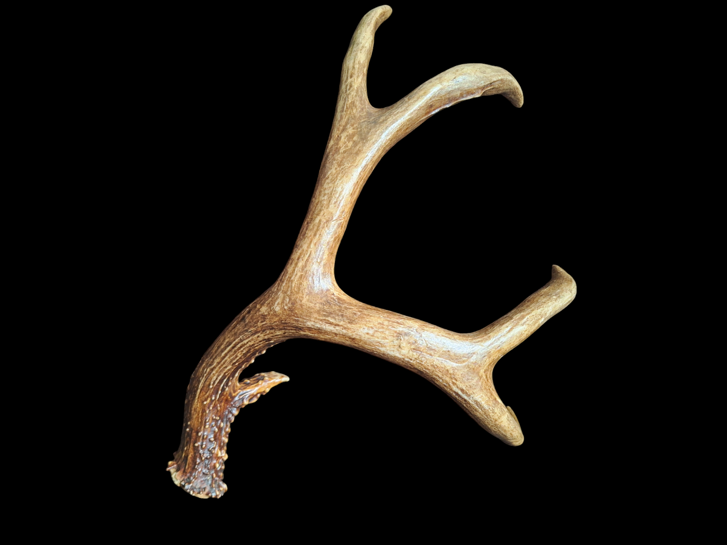 Sika deer antler, single