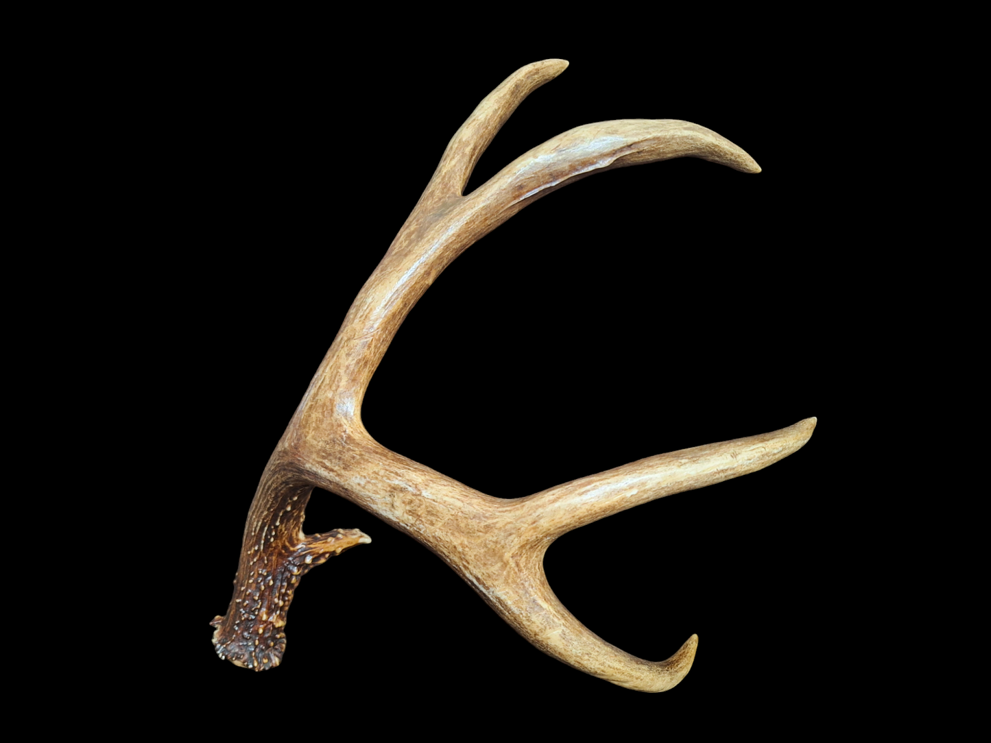 Sika deer antler, single