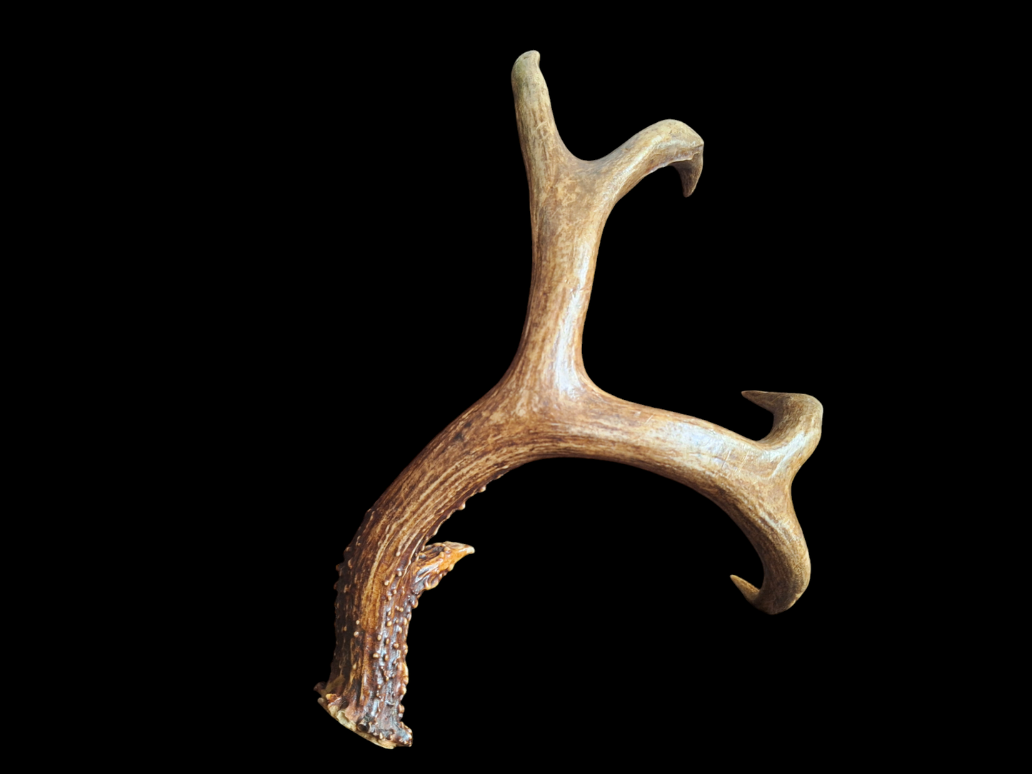 Sika deer antler, single