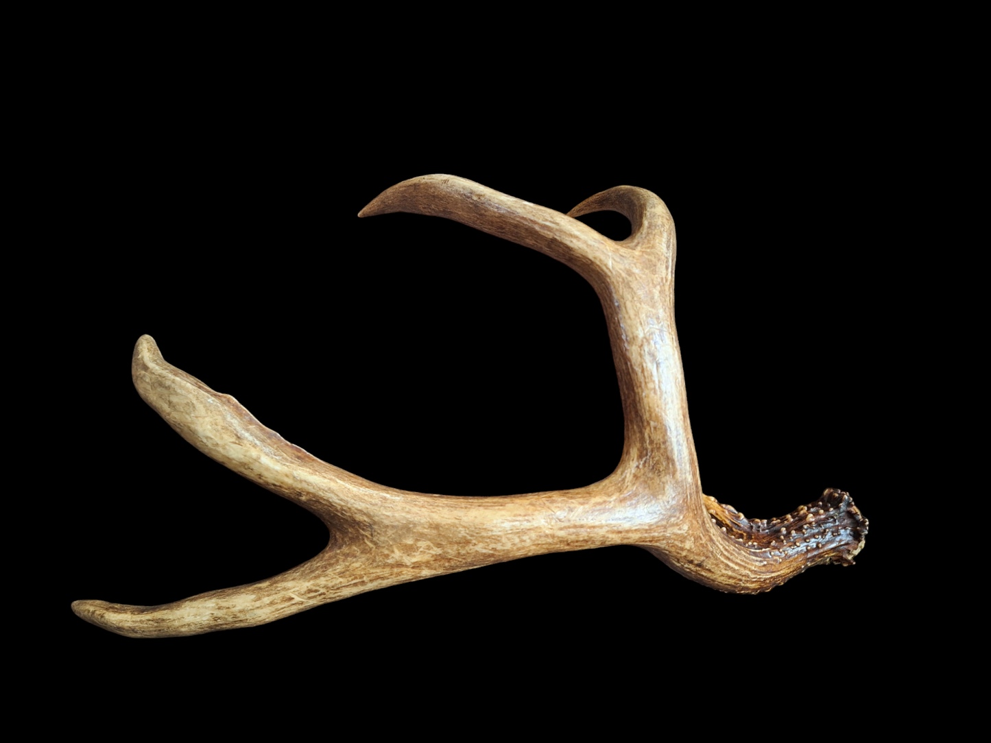 Sika deer antler, single