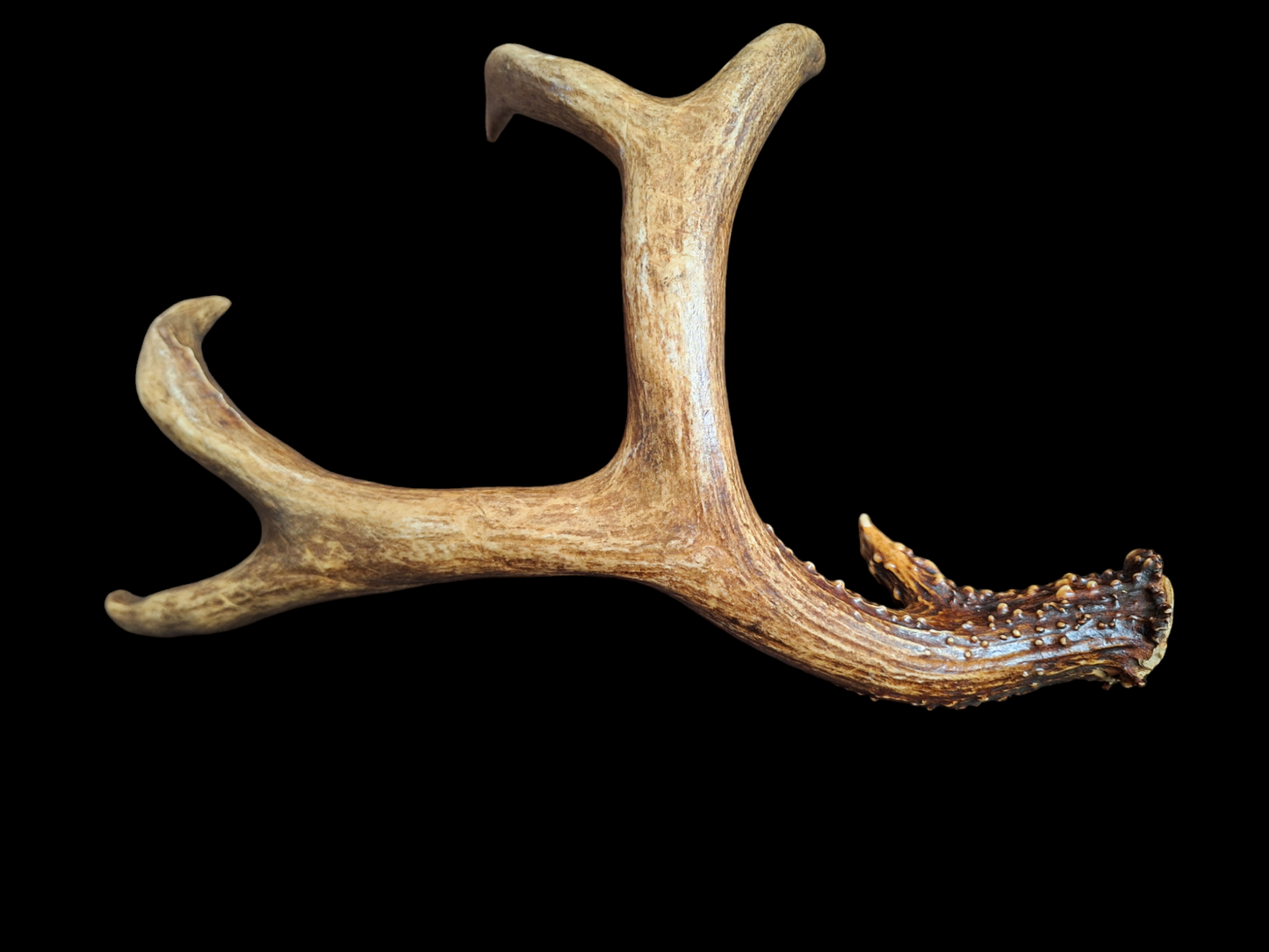 Sika deer antler, single