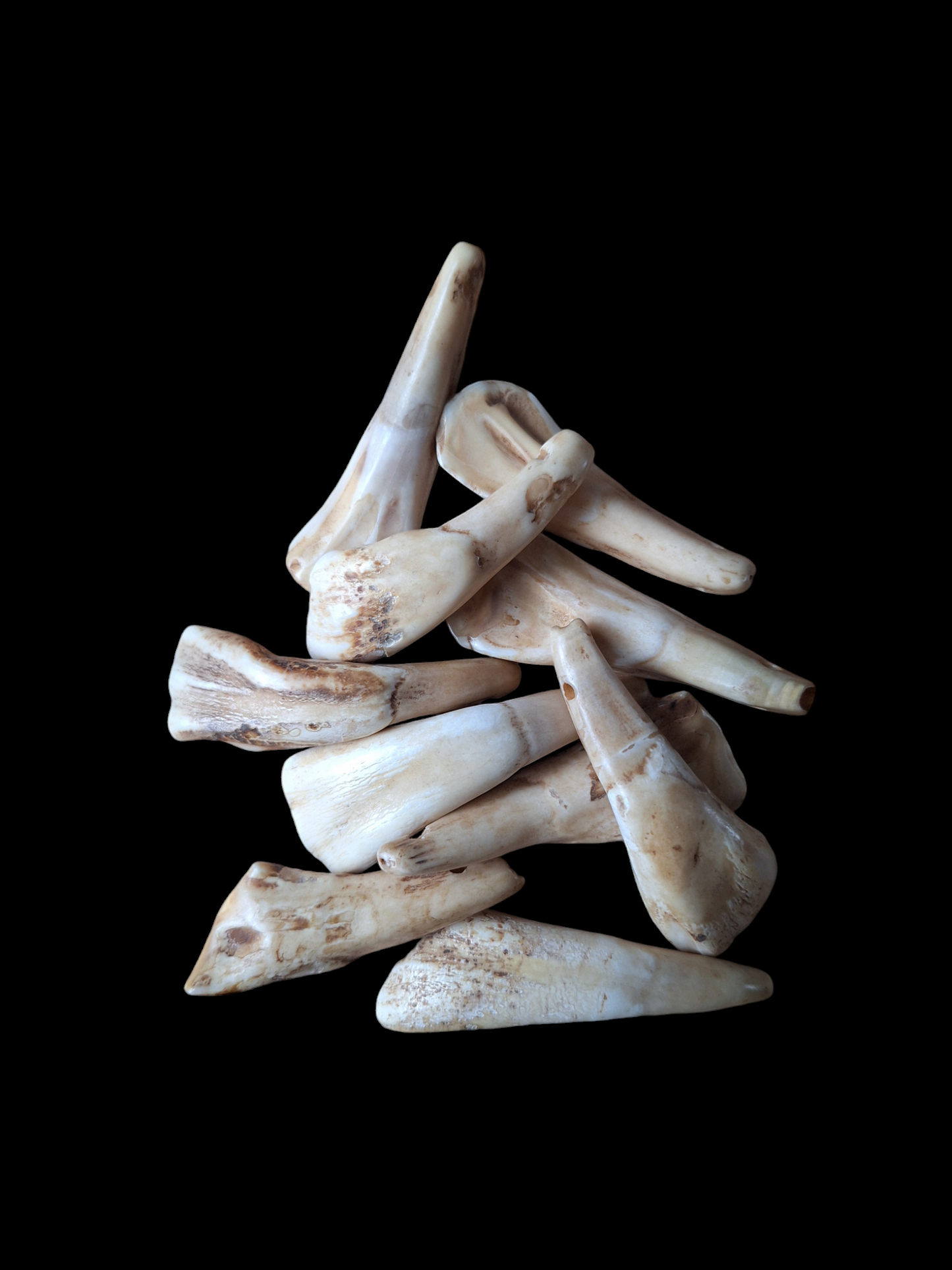 Bison teeth