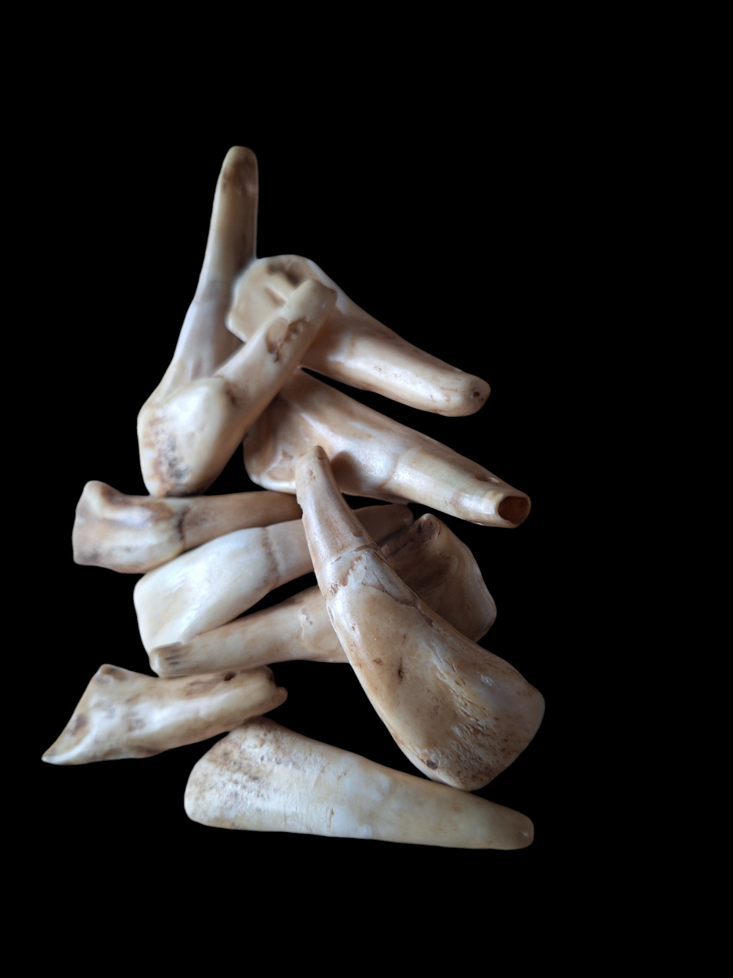 Bison teeth