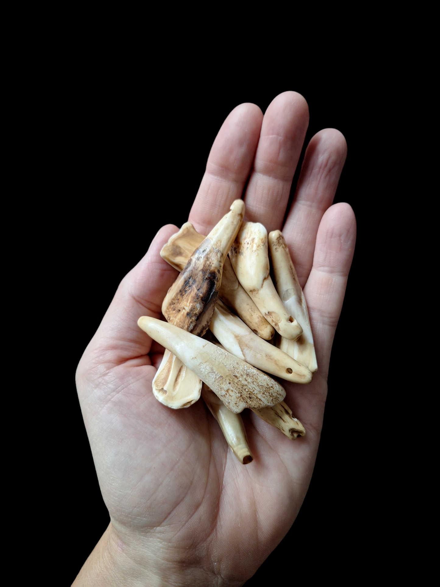 Bison teeth