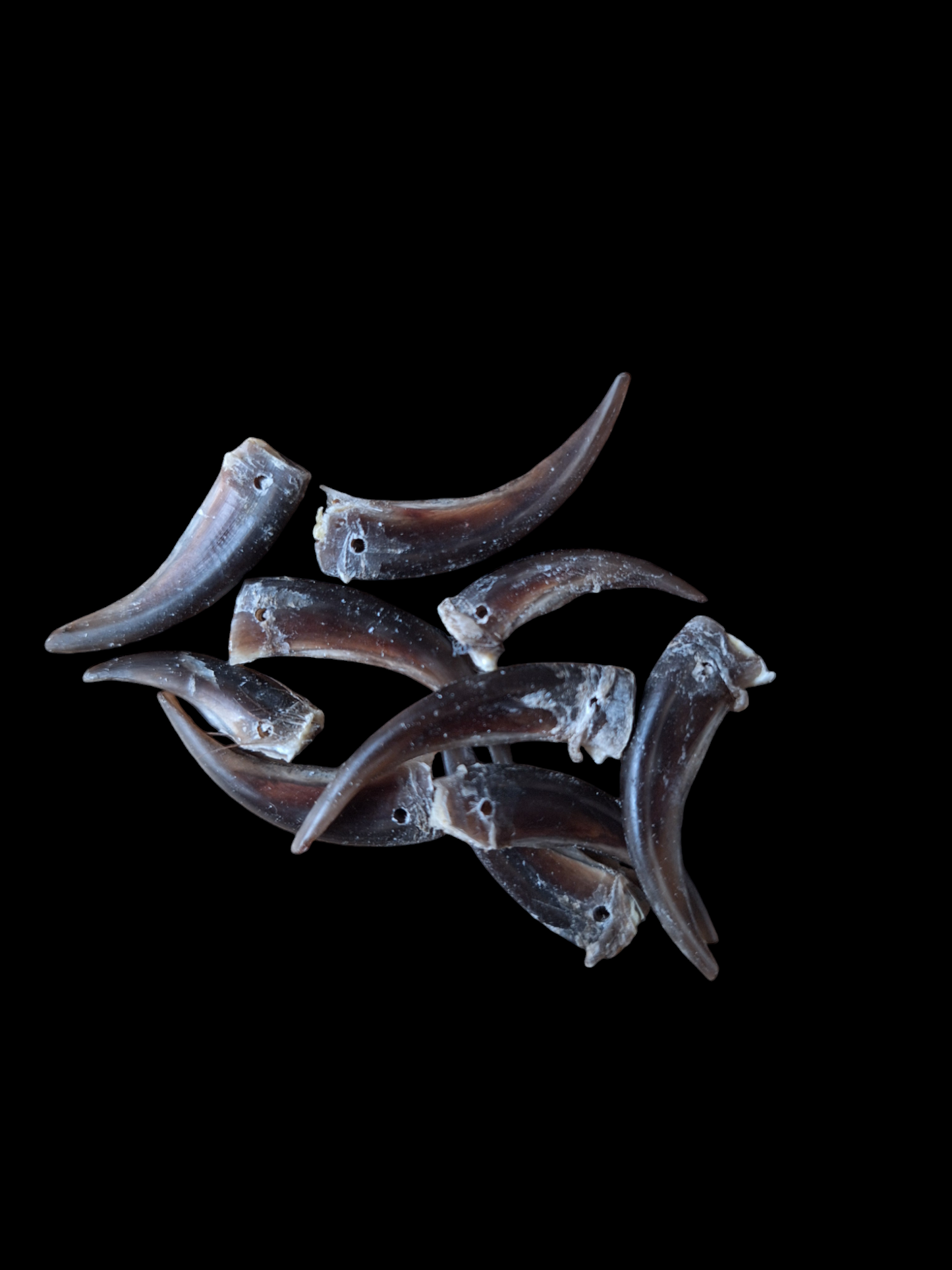 Badger claws #4