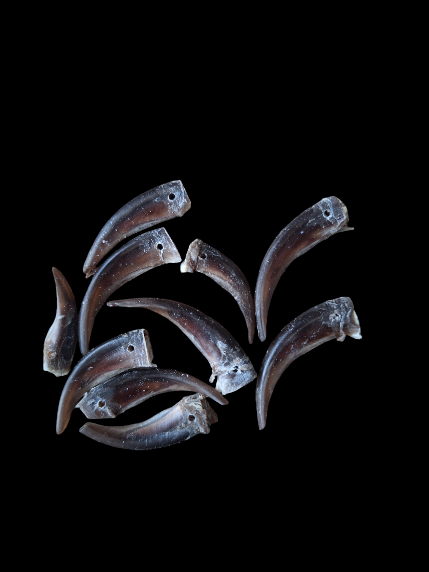Badger claws #4