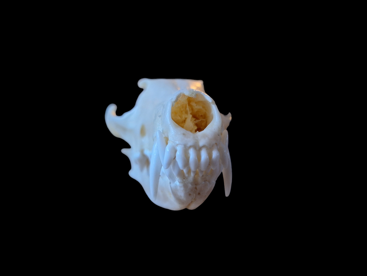 Fox skull #15