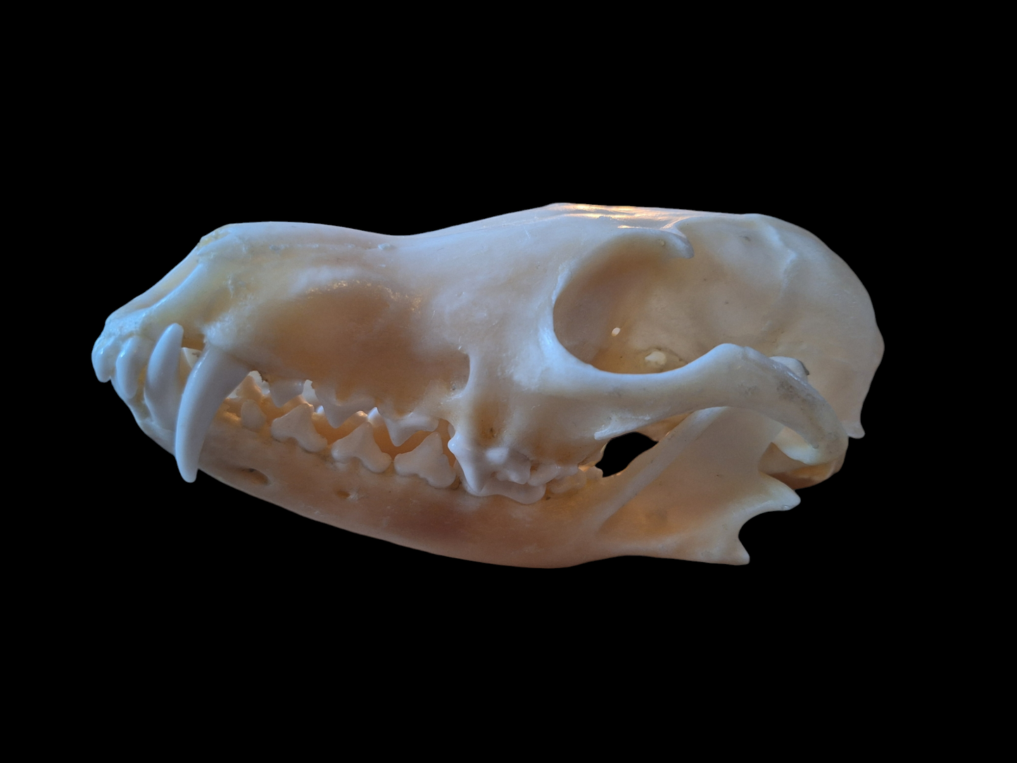 Fox skull #15