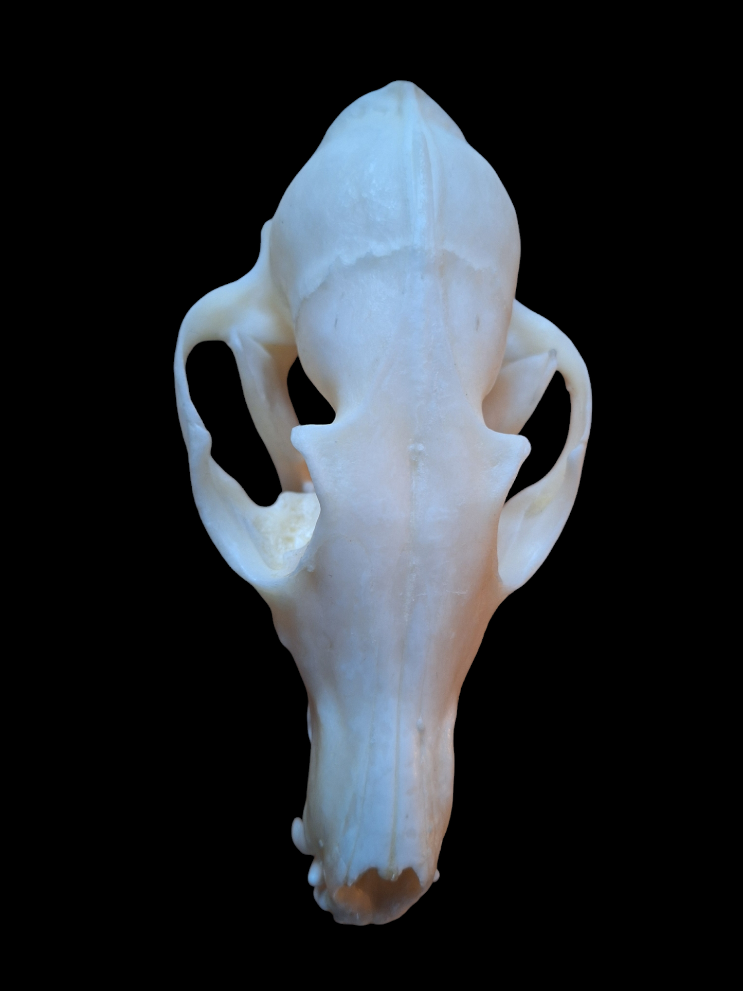 Fox skull #15