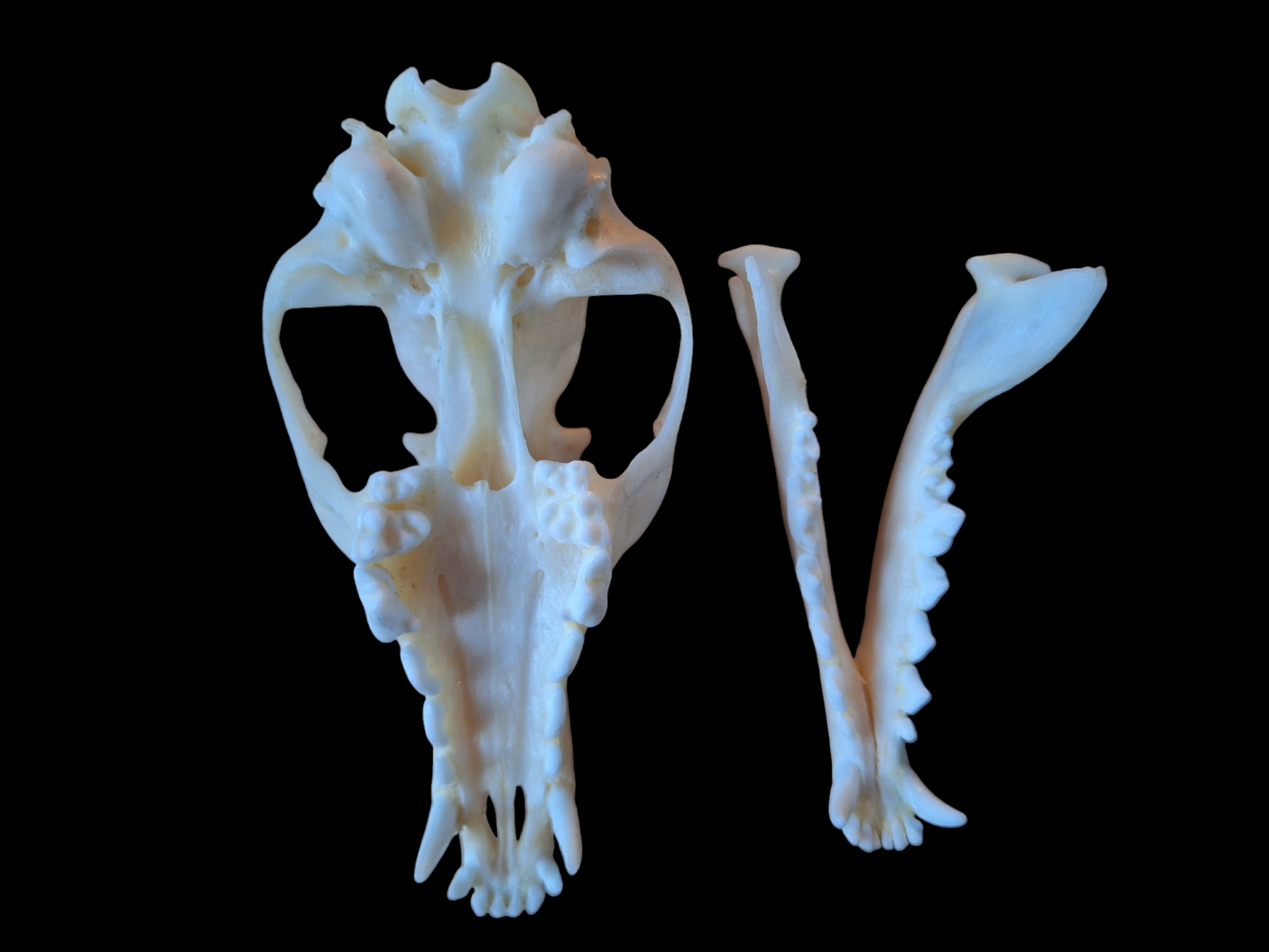 Fox skull #15