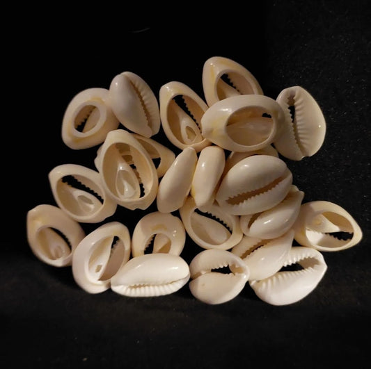Cowrie shells large