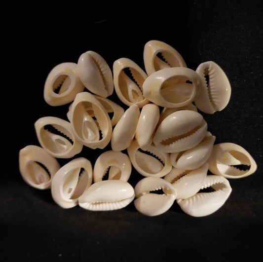 Cowrie shells large, set of 10