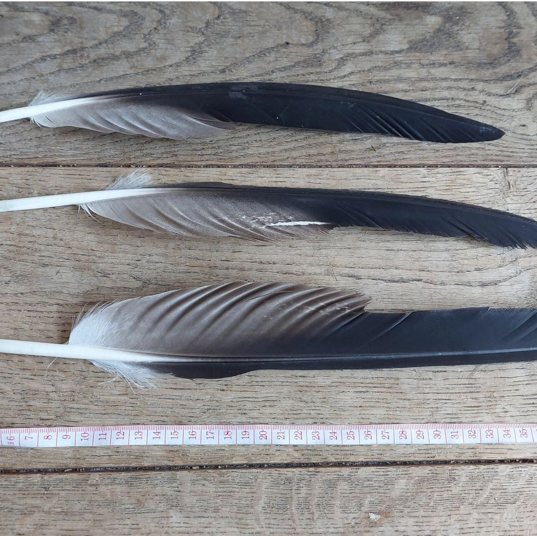 Golden Eagle feathers