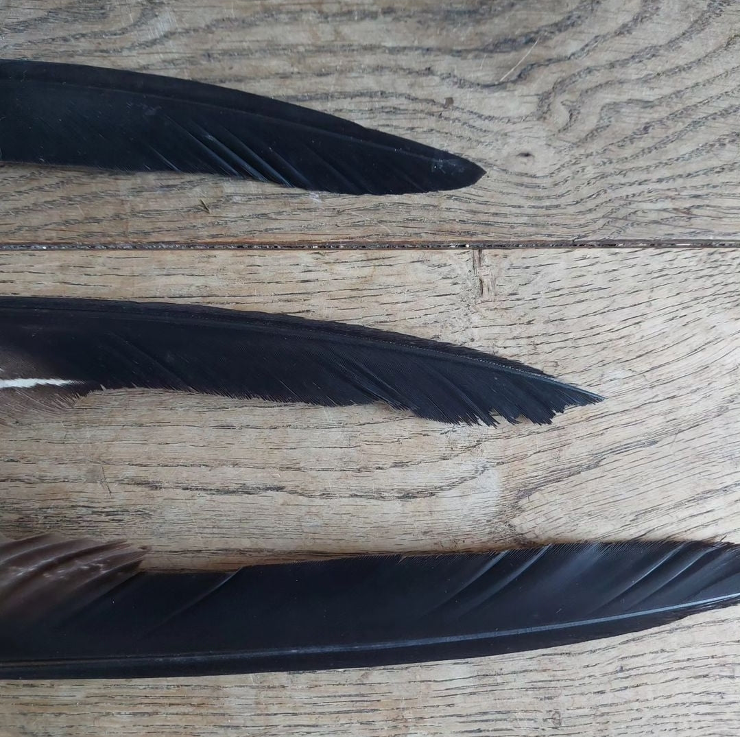 Golden Eagle feathers