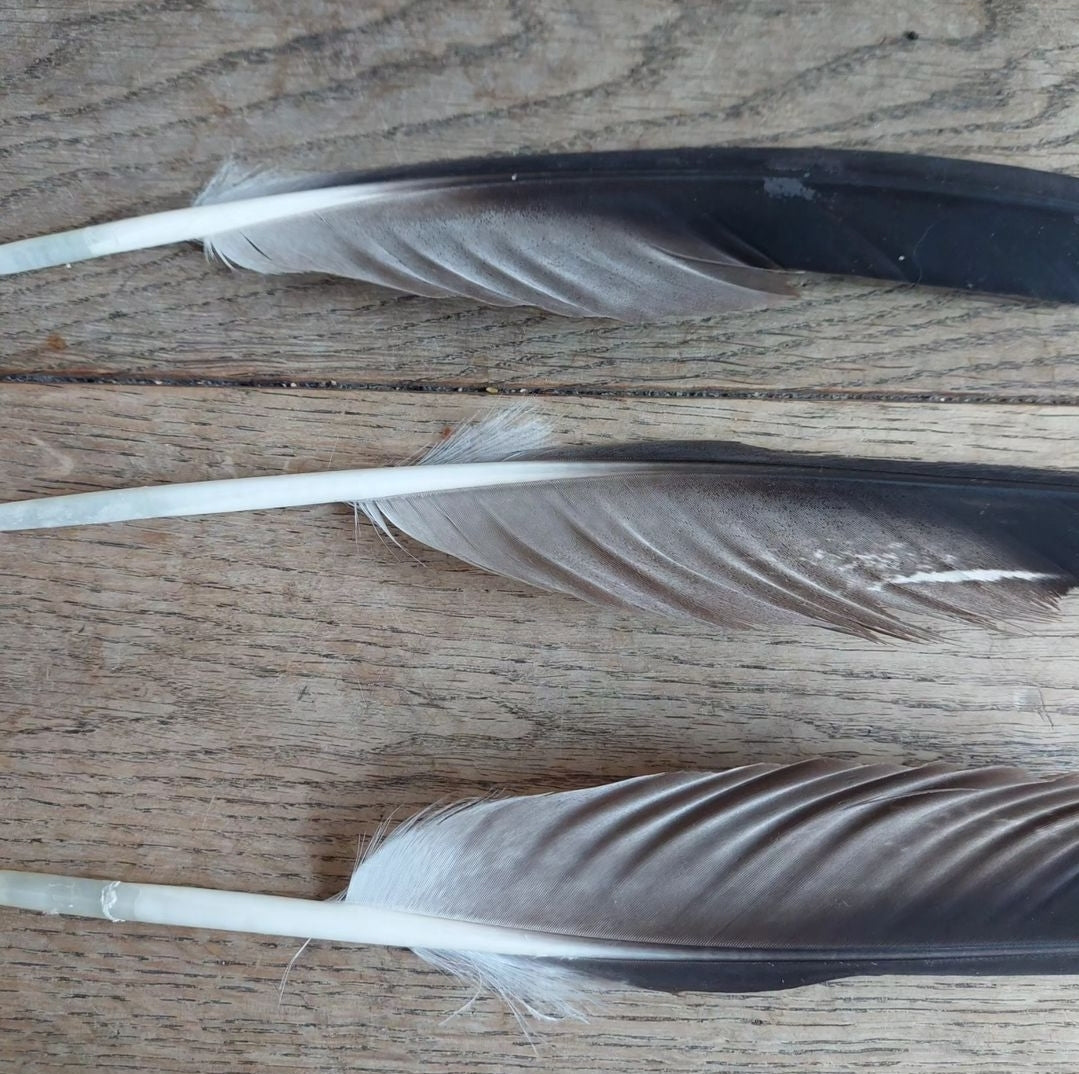 Golden Eagle feathers