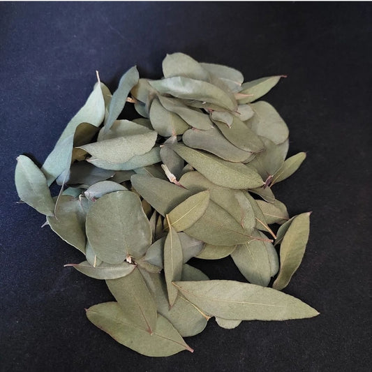 Eucalyptus leaves