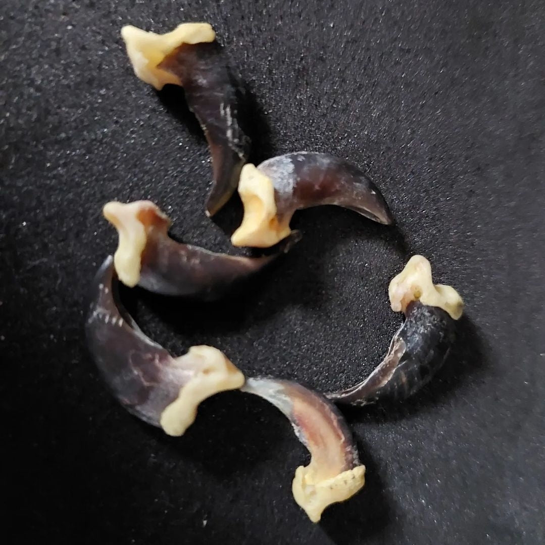 Coyote claws
