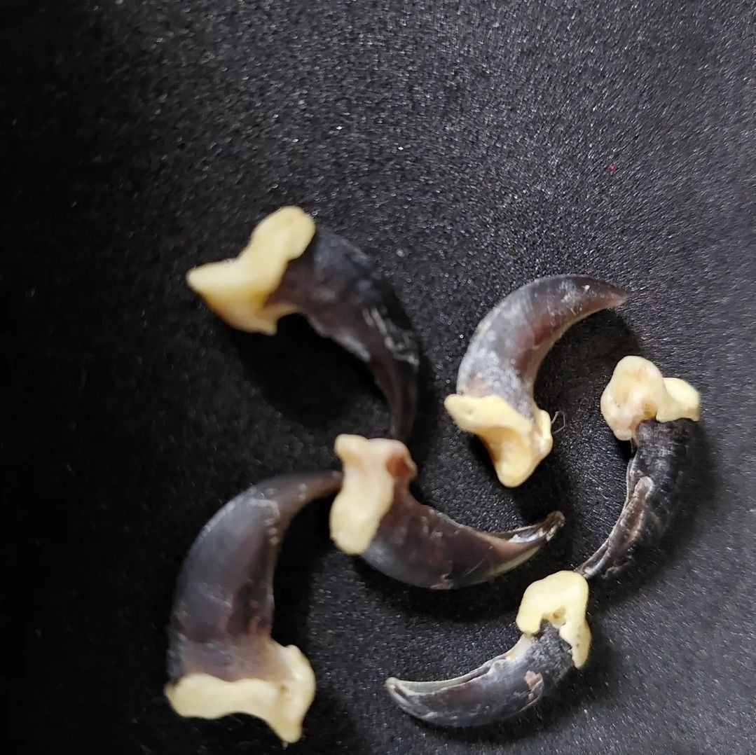 Coyote claws