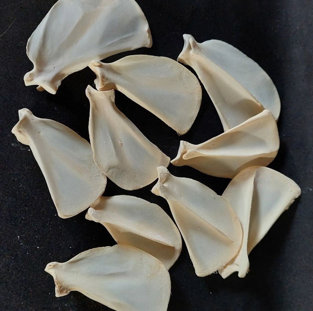 Fox scapula